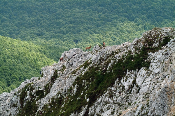 Camoscio d''Abruzzo Rupicapra pyrenaica ornata